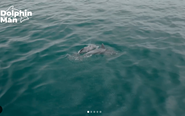 지난달 26일 제주 서귀포시 대정읍 앞바다에서 포착된 종달이와 엄마 돌고래. 돌핀맨 인스타그램 캡처