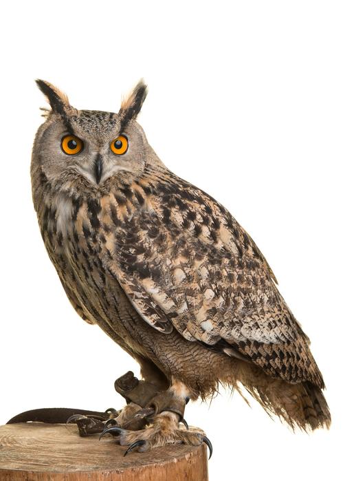 Eagle owl. 게티이미지뱅크.