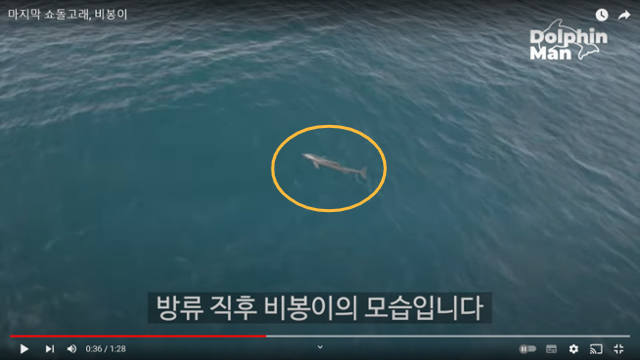 2022년 10월 16일 제주 앞바다 방류 직후 비봉이의 마지막 모습. 비봉이는 한참을 떠 있으며 두리번거리다 물살에 몸을 맡기고 떠났다. 돌핀맨 유튜브 캡처