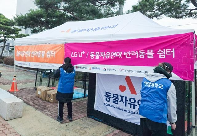 산불 속 개·고양이 등 36마리 구한 이 회사...첫 반려동물 재난 구호소 운영
