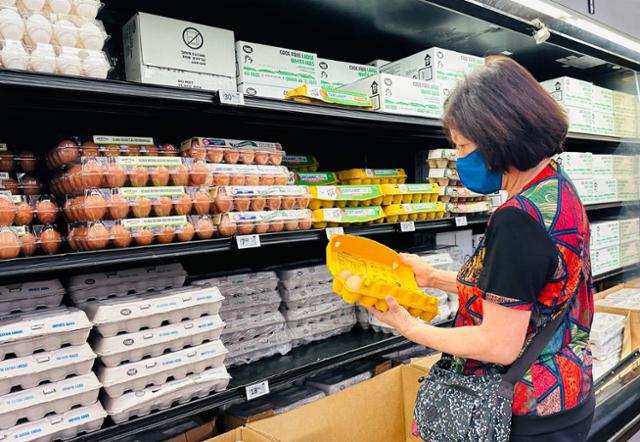 한 여성이 지난 11일 미국 캘리포니아주 로즈미드에 있는 마트에서 계란을 살펴보고 있다. 로즈미드=AFP 연합뉴스