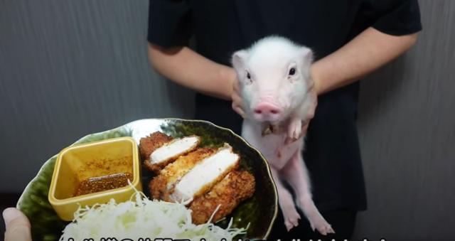 일본의 한 유튜버가 2021년 6월 9일 '100일 후에 잡아먹히는 돼지' 유튜브 채널에 올린 영상으로, 자신이 기르는 새끼돼지 앞에서 돈가스를 해 먹는 장면. 이 유튜버는 100일 뒤 새끼돼지를 잡아먹겠다고 했다.