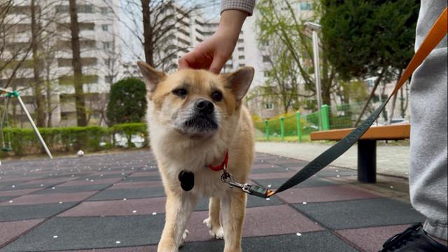 지난달 9일 서울의 한 아파트 단지에서 만난 반려견 '오층이'의 모습.오층이는 동물보호단체 '동물자유연대'의 보호를 받다 최근 이 단지 주민 임다영 씨에게 입양됐다.동그람이 정진욱