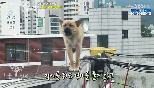지난 2011년 서울 성산동의 한 주택가에서 발견된 유기견은 건물 5층 옥상 난간에서 위태롭게 서 있었다.SBS 'TV동물농장' 방영분 캡처