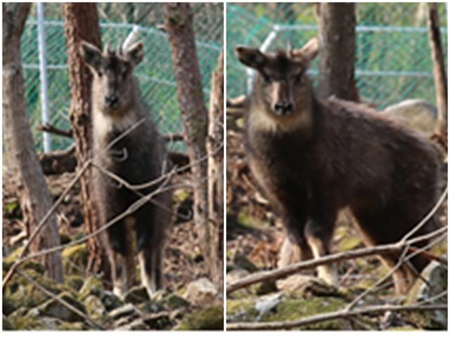엄마 산양(왼쪽)과 새끼 산양으로 추정되는 산양 2마리가 폐건물에서 고립된 채 구조됐다 재활에 성공해 8일 설악산국립공원으로 돌아간다. 새끼 산양은 오른쪽 뿔을 다쳐 재활에 어려움을 겪었지만 엄마 산양의 도움으로 어