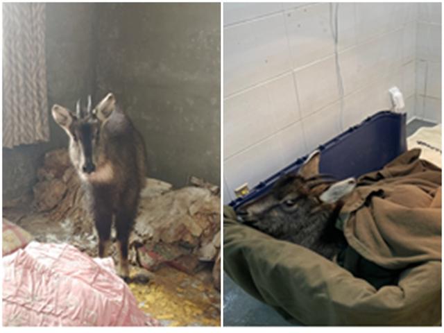폐건물에 고립됐던 산양(왼쪽)과 구조 뒤 입원실에서 치료를 받는 산양의 모습. 국립공원공단 제공