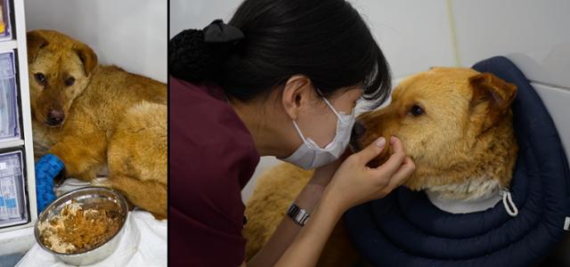 산불 현장에서 구조된 엉꿍이가 내원 초창기인 지난 3월 27일 의료진을 경계하며 한쪽 구석에 웅크리고 있다. 오른쪽 사진은 지난 4월 30일 충북 청주시 이음동물의료센터에서 이다희 테크니션이 화상치료를 마친 엉꿍이와