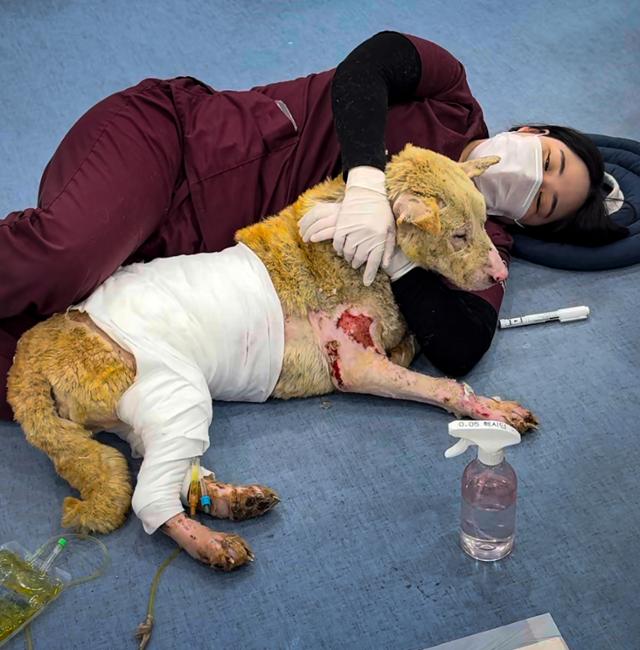 지난 4월 경북 포항시 이음동물의료센터에서 최예림 테크니션이 전신 화상(3도)으로 제대로 서지 못하는 철수의 화상 치료를 위해 함께 바닥에 누워 있다. 이음동물의료센터 제공