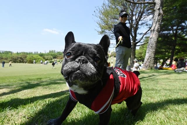 동물을 위한 정치인이 필요해 [삶과 문화]