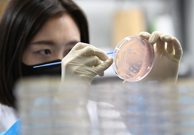지난달 19일 경기 수원시 권선구 경기도보건환경연구원에서 한 연구원이 식중독균 배양분리작업을 하고 있다. 뉴시스