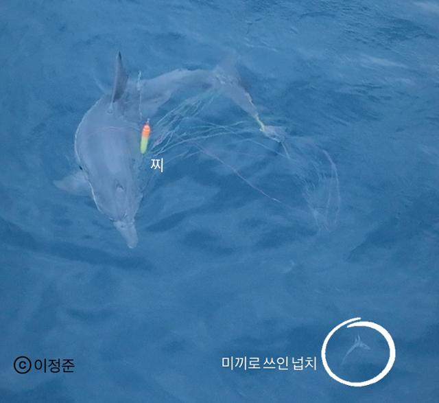지난달 14일 남방큰돌고래 종달이 몸에 찌와 생미끼로 쓰인 것으로 보이는 넙치가 매달려 있다. 이정준 감독 제공