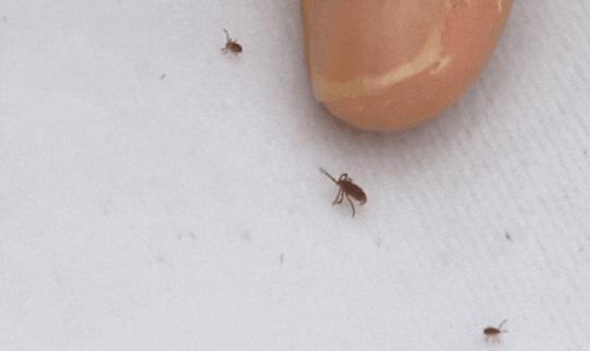 지난달 24일 대구의 한 호텔에 투숙한 한 가족이 "잠을 자다가 진드기에 물렸다"며 공개한 진드기 영상의 한 장면. TBC 뉴스 영상 캡처