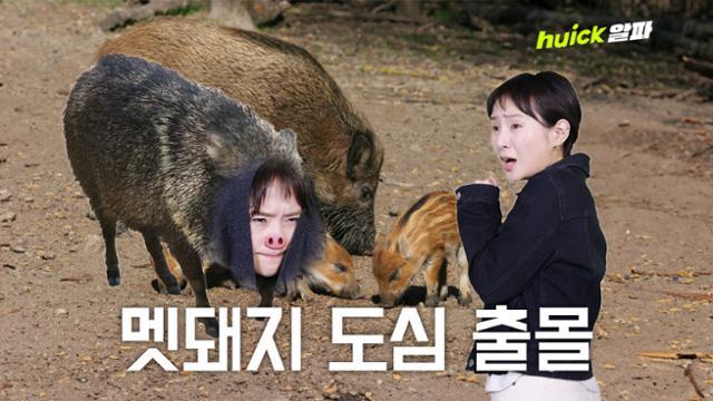 멧돼지와 마주칠 경우 △소리를 지르거나 위협적인 행동으로 흥분시키지 말고 △등을 보이며 달아나지 않아야 하고 △주변의 나무나 바위 등 은폐물을 찾아 몸을 피해야 한다. 한국일보 유튜브.