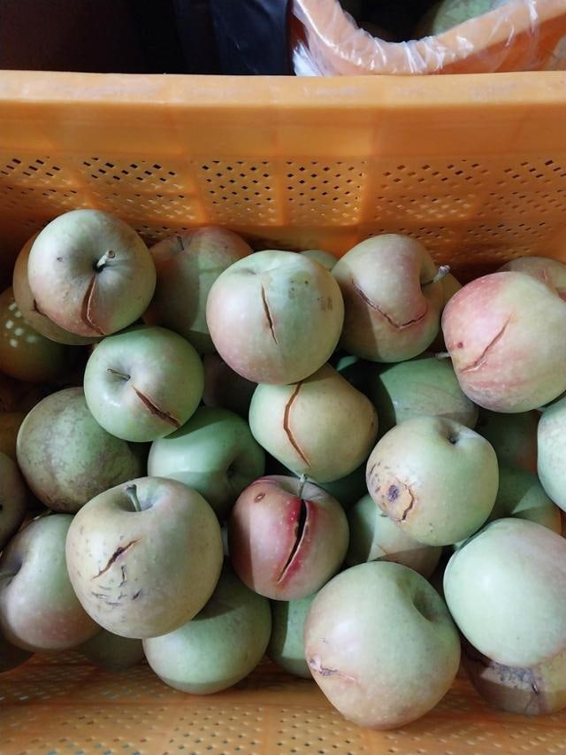 쩍쩍 터져버린 사과, 익지 않는 포도···농가 몰락시키는 기후위기