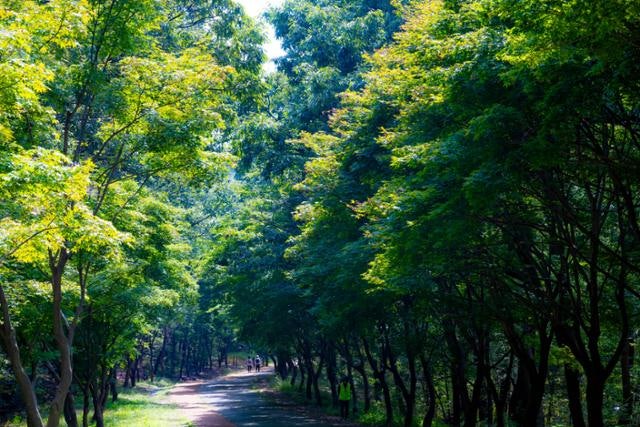서울대에 단풍 보러 갈까…58년 만에 문 여는 '비밀의 숲' [요즘 여행]