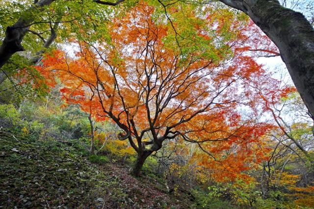 정읍 내장산 단풍, 올해는 11월 5일 '절정'