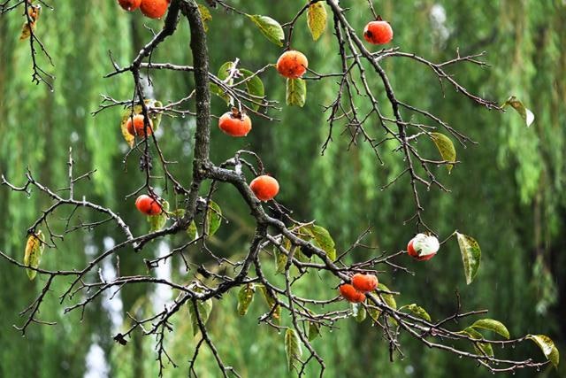 [왕태석의 빛으로 쓴 편지] 홍시, 사라져가는 가을의 정(情)