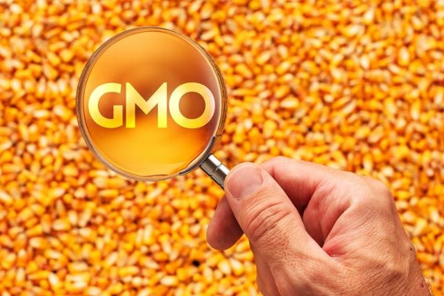 유전자 조작 농산물... 인류의 식량 해법일까, ‘조용한 불안’일까