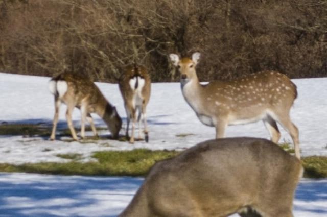 귀엽지만 생태계 교란하니…유해야생동물 되는 한라산 꽃사슴