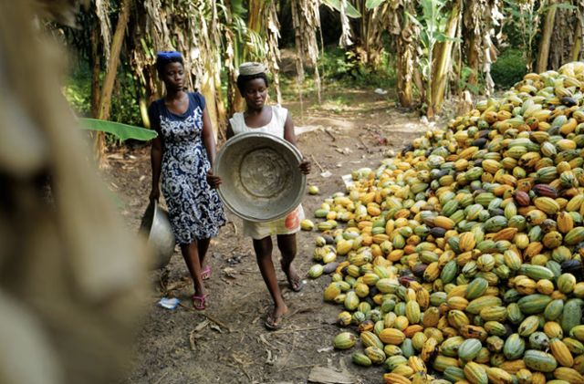 [기억할 오늘] 카카오 콩을 처음 재배한 사람들