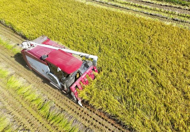 수확기에도 부담스러운 쌀값…"잦은 비로 햅쌀 출하 늦어져"