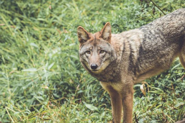 서울대 들개 출몰 비상, 학생들 안전 요령 공유 중