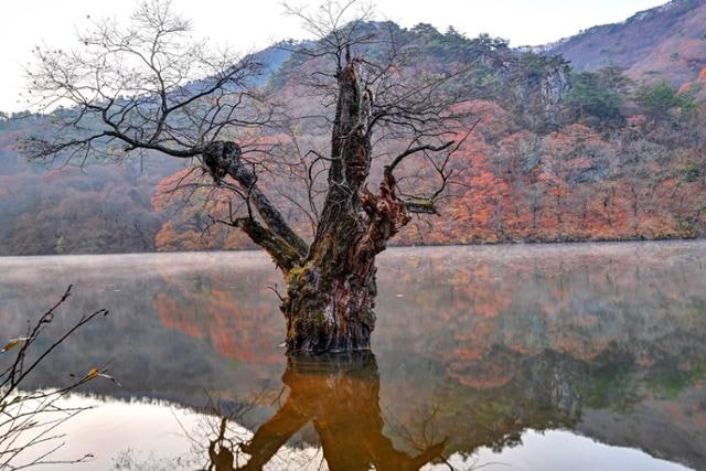 [왕태석의 빛으로 쓴 편지] 화려한 단풍 속에 서 있는 앙상한 왕버들
