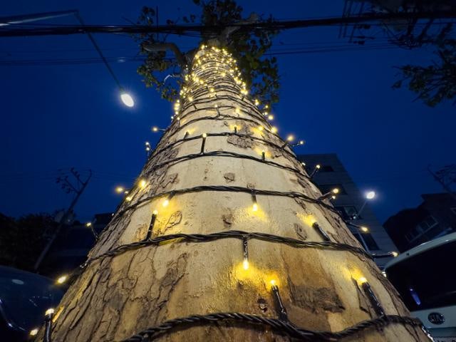 [포토에세이] 나무의 안녕