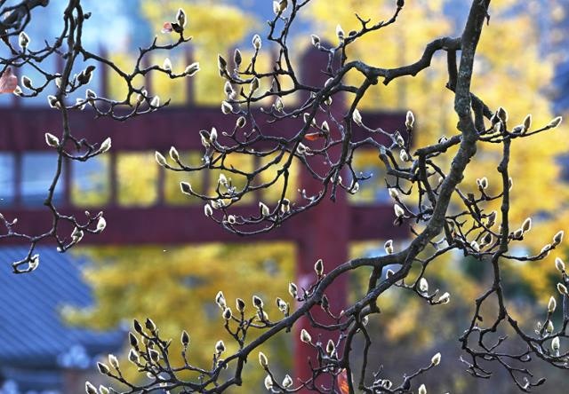 [왕태석의 빛으로 쓴 편지] 목련 꽃봉오리에 깃든 사육신의 정신