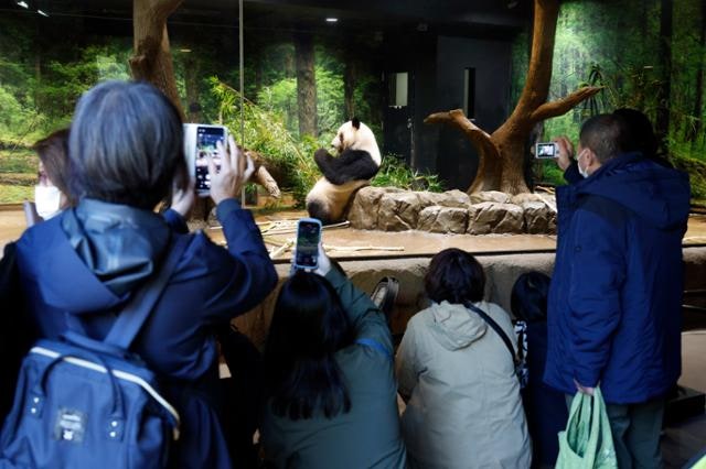 中, 日에 "판다 못 줘"… 일본 54년 만에 '판다 제로'