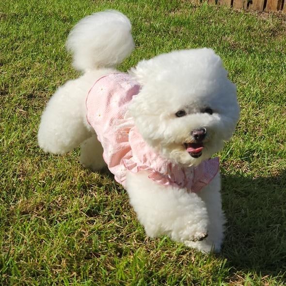 비숑 프리제 '이시봉' 향한 인간의 사랑은 얼마나 일방적인가