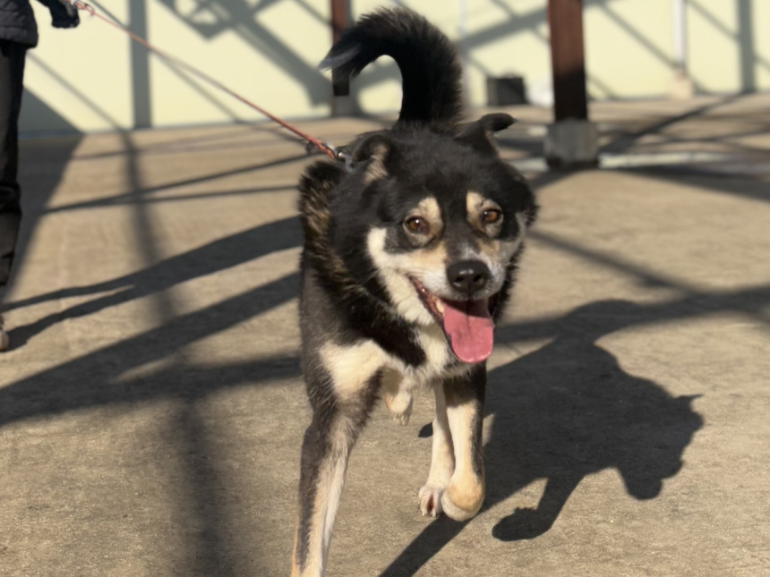 도살 직전에 구조됐지만 사람이 너무 좋은 스퀘어. 동물권행동 카라 제공