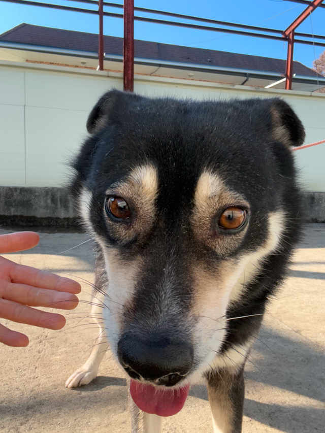 처음 보는 사람에게도 다가와 눈 맞추고 사랑을 표현하는 스퀘어. 동물권행동 카라 제공