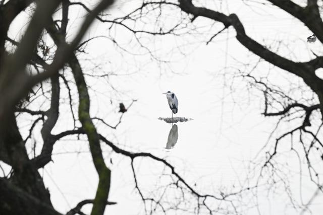 [왕태석의 빛으로 쓴 편지] 정적이 흐르는 우포늪의 겨울