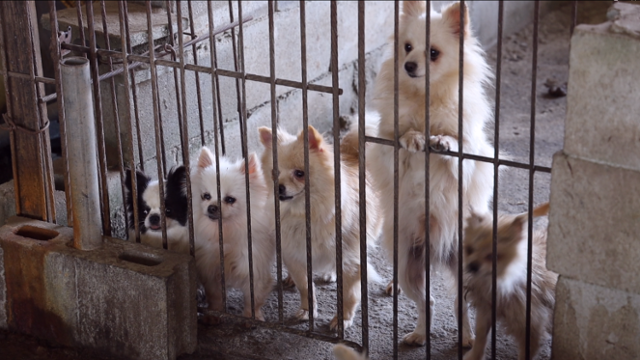 루시법, 입법보다 더 중요한 것 [생명과 공존]