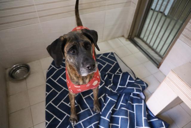 경기 남양주시 동물자유연대 '온센터'에서 지내는 개 '덕분이'의 모습.동물자유연대 제공