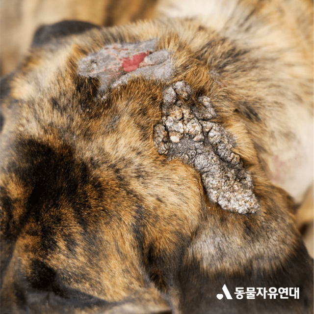 지난 2021년 경기 평택시에서 구조될 당시 덕분이의 머리에서 발견된 상처.동물자유연대 제공