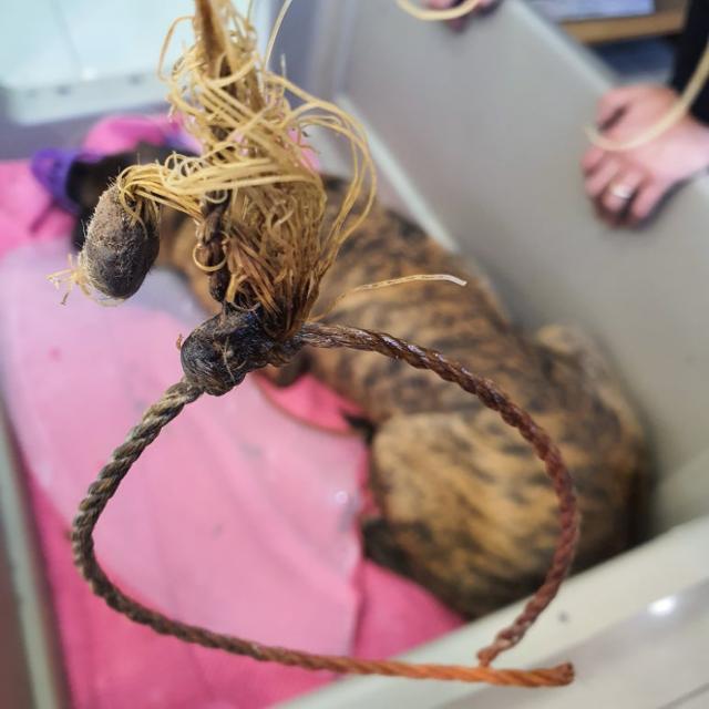 구조 직후 덕분이의 목에 감겨 있던 올무를 제거한 모습.동물자유연대 제공