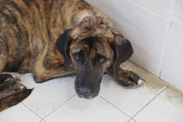 구조와 치료 직후 온센터에 입주한 덕분이의 모습.이때만 해도 겁이 많아 잔뜩 웅크리고 있었다.동물자유연대 제공