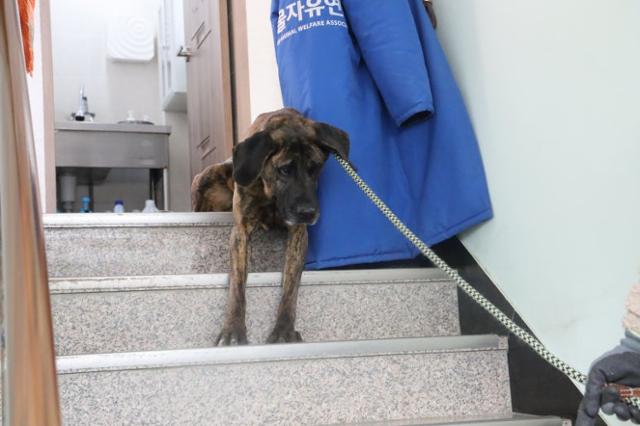 지금은 계단을 훌쩍 오르내리지만,덕분이는 과거에는 계단을 한 발자국도 떼지 못할 만큼 겁을 냈다.동물자유연대 제공