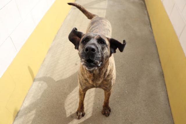 보호소에서 가장 큰 목소리로 생존을 증명한 개 '덕분이'는 매일같이 간식을 요구하고 있다.동물자유연대 제공