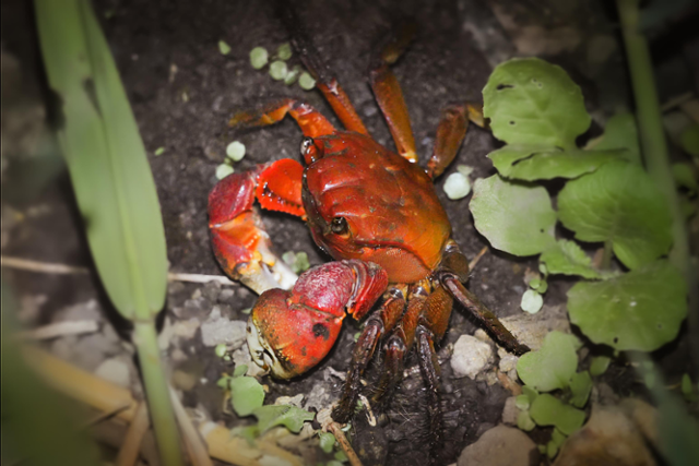 1월 이달의 멸종위기종으로 선정된 붉은발말똥게.국립생태원 제공