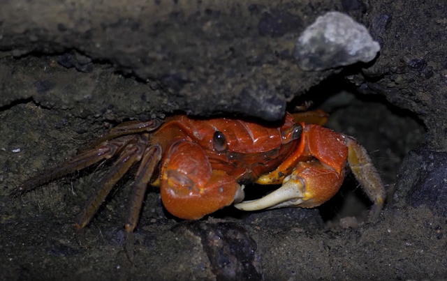 붉은발말똥게는 갯벌 매립,연안 개발 등으로 멸종 위기에 몰려 있다.국립생태원 제공