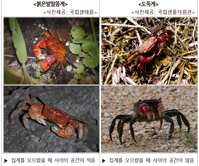 붉은발말똥게와 도둑게의 차이.기후부 제공