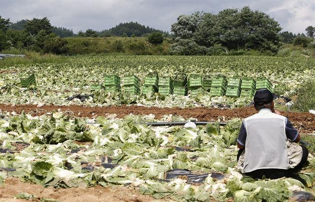 "이렇게 뜨거운 대관령은 처음" 배추밭 갈아엎은 농민의 한숨