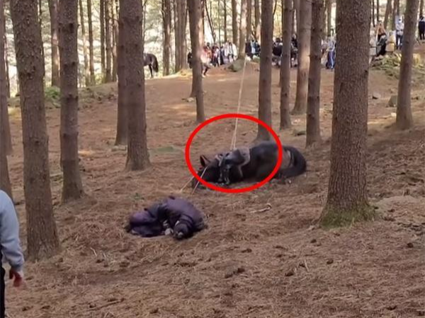 매출 7조원에도, 말(馬)에겐 냉정한 마사회[생명과 공존]