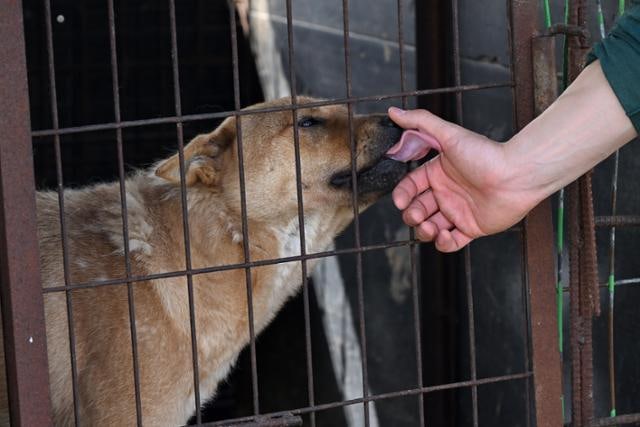 개농장 10곳 중 8곳 문 닫아… 예상보다 빨랐지만 개들 보호는 공백