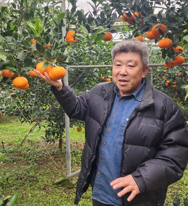 미국산 귤 1만6000톤 쏟아진다... 제주 감귤, 바나나 전철 밟나