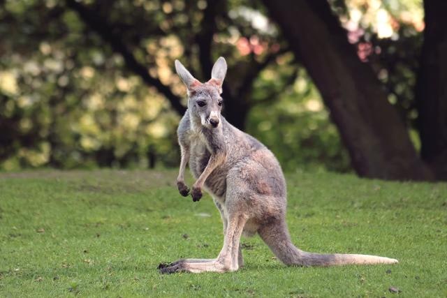 동물의 생존 기술에서 발견한 인간 삶의 확장 가능성