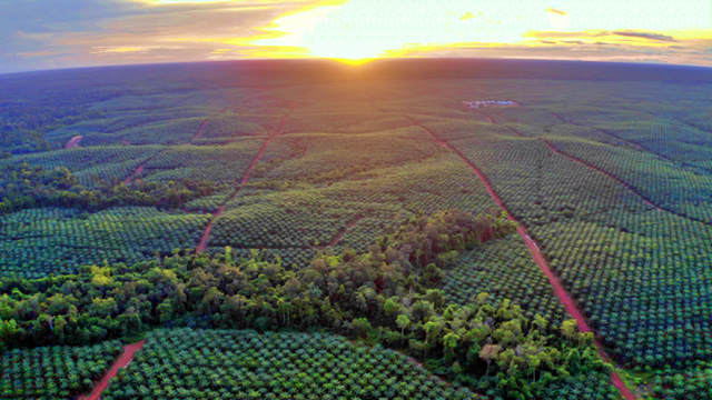 인니 맨땅에 팜국 일군 '장그래들'…식량 안보 공든탑도 쌓는다